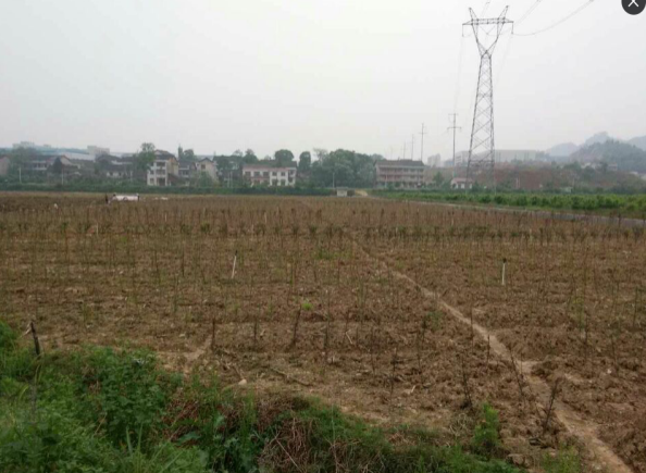 梅花校外基地种植现场